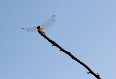 Libellula