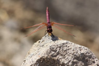 Libellula