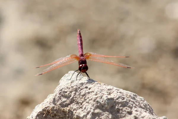 Libellula —  Fotos de Stock