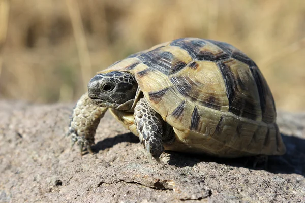 Tortuga —  Fotos de Stock