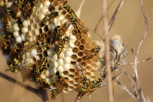黄蜂蜂巢 图库图片