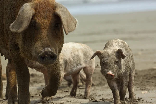 Cerdos y lechones jóvenes en la playa — Foto de Stock