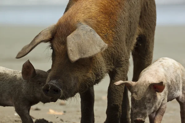 Suini e giovani maialini sulla spiaggia — Foto Stock