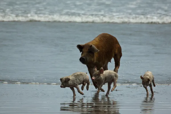 Cerdos y lechones jóvenes en la playa — Foto de Stock