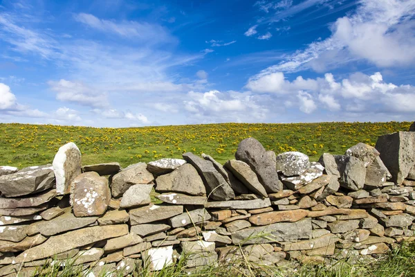 Stenen muur tegenover een geel gebloemde weide — Stockfoto