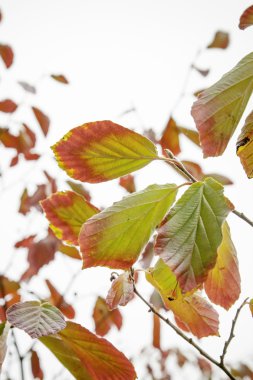 Beyaz bir arka plan üzerinde renkli sonbahar yaprakları