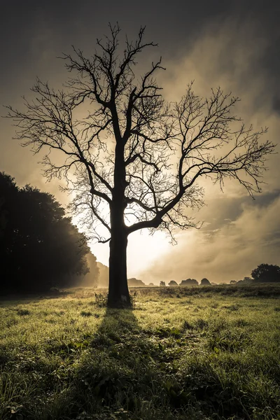 Silhouette crépusculaire d'arbre — Photo