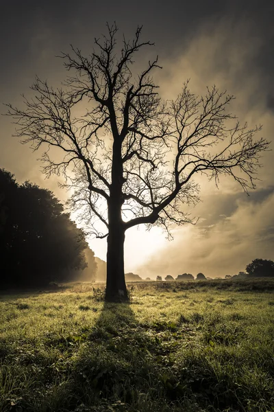 Tree dusk silhouette — Stock Photo, Image