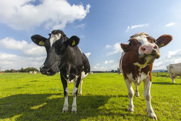 Vaches en plein air — Photo