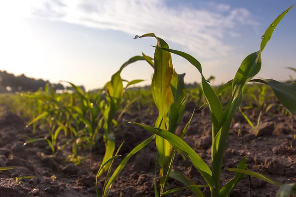 Field of young maize in the morning — Stock Photo, Image