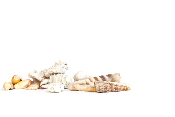 Composition of various seashells — Stock Photo, Image