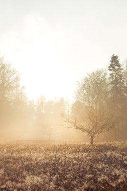 Sunrise sisli orman