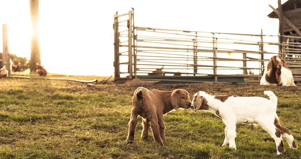 Brown e bianco neonato capre baci . — Foto Stock