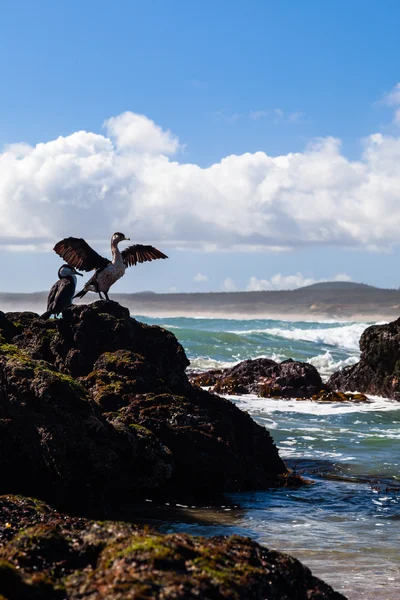 New Zealand king shags on a rock — Stock Photo, Image