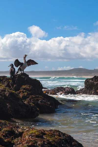 Нова Зеландія короля їде як про на скелі — стокове фото