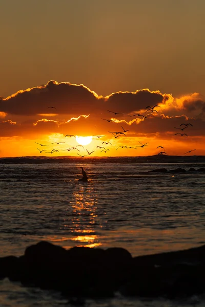 Apus de soare deasupra mării Tasman. Pescăruși și nori . — Fotografie, imagine de stoc