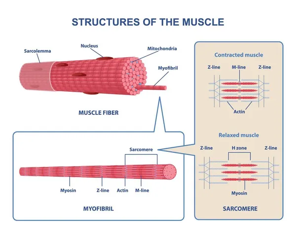 Structure colorée schéma de muscle squelettique sur fond blanc — Image vectorielle