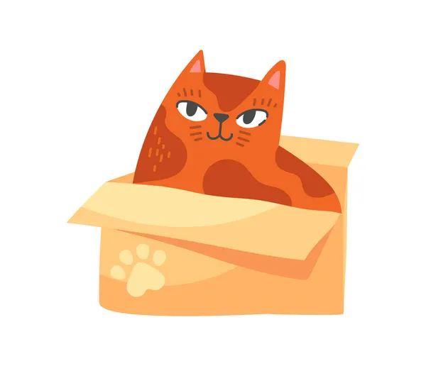 Katt sitter i låda — Stock vektor