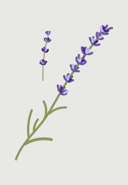 güzel mavi çiçekler