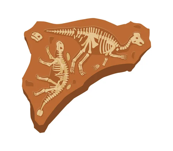 Två dinosaurier skelett — Stock vektor