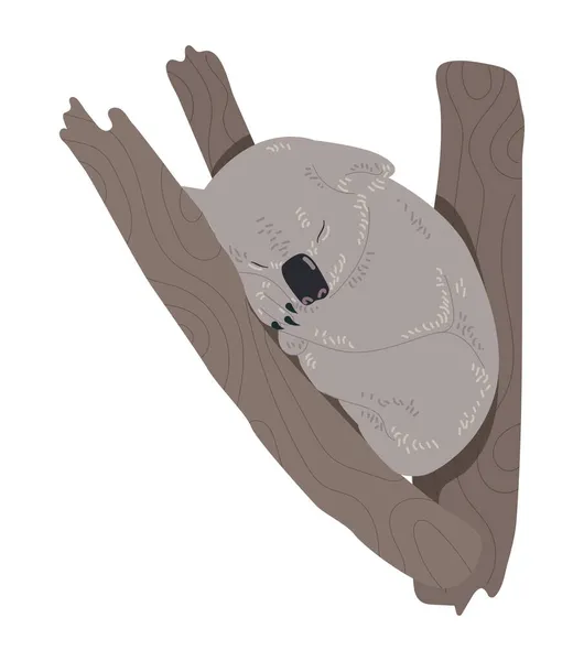 Koala dormir en rama — Archivo Imágenes Vectoriales
