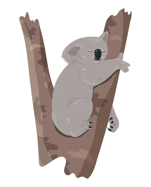 Koala dormir en rama — Vector de stock