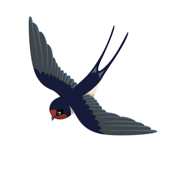 Cute swallow concept