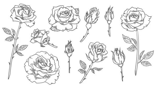 Grand ensemble de rose — Image vectorielle