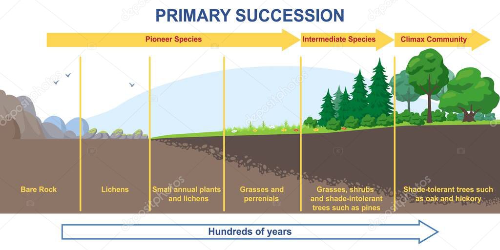 Primary succession and ecological growth process concept