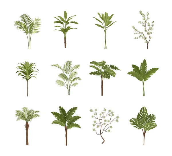 Conjunto de plantas tropicales — Vector de stock