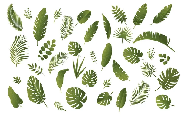 Serie di piante tropicali — Vettoriale Stock