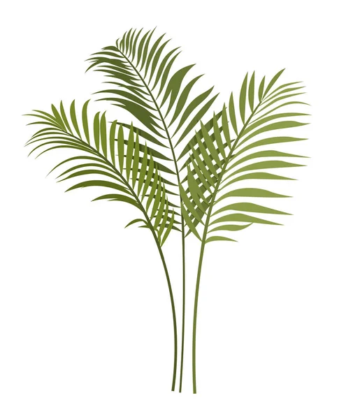 Tropik Bitki Ikonu Uzun Yaprakları Ince Sapları Olan Güzel Palmiye — Stok Vektör