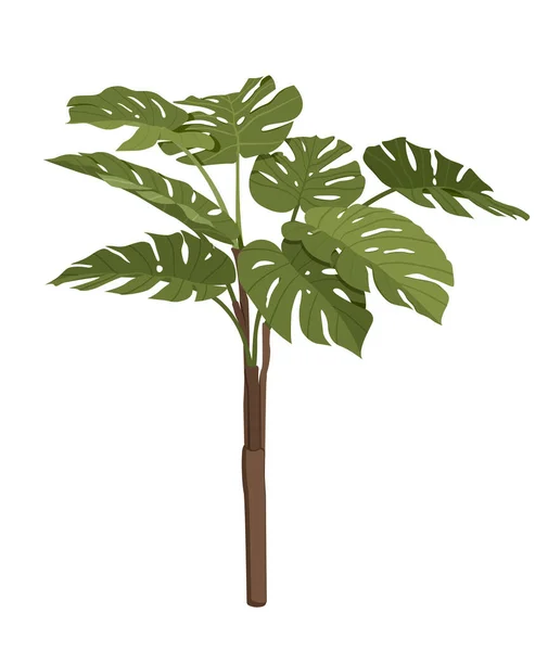 Ikona Tropických Rostlin Krásná Monstera Nebo Exotický Květ Širokými Zelenými — Stockový vektor