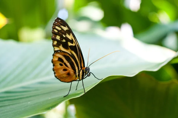 Schmetterling auf einem Blatt lizenzfreie Stockfotos