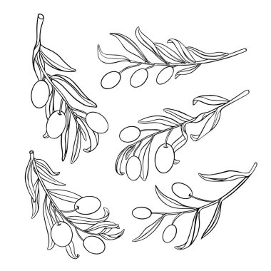 Taslak çizgili zeytin dalları