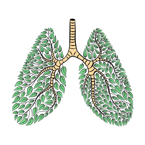 Concepto de pulmones saludables Vectores de stock libres de derechos
