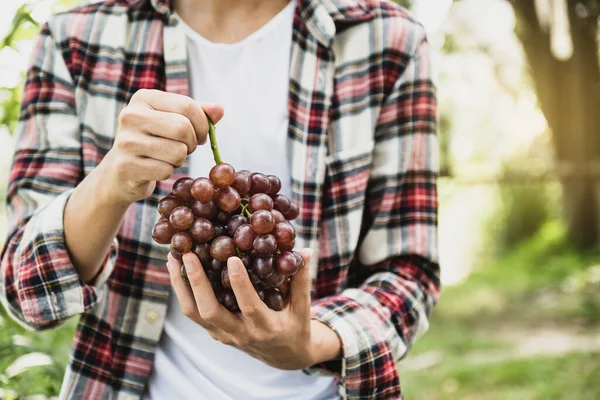 Young Asia man farmer hand holding grapes after harvest form vineyard, healthy fruit concept.