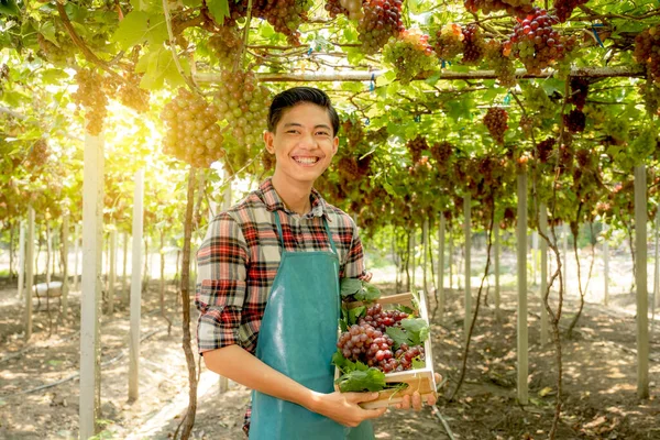 Young Asia man farmer holding grapes after harvest form vineyard, healthy fruit concept.