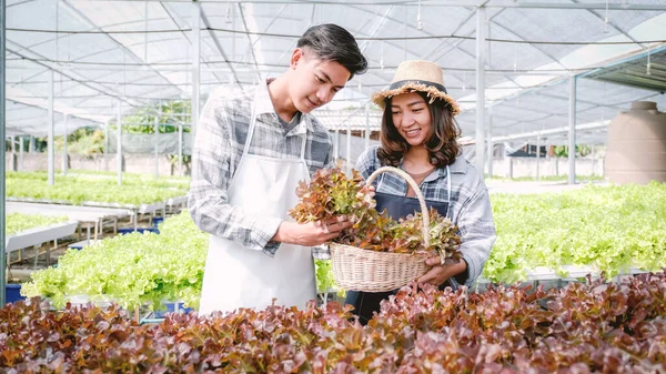 Sebzeli organik salata hasat eden çiftçi, müşteriler için hidrofonik çiftlikten marul..
