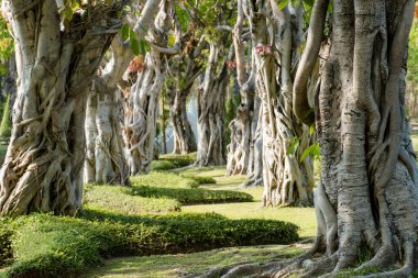 Bo ağacının arkaplan resmi gövdenin doğasını gösterir, Budizm 'in kutsal ağacı..