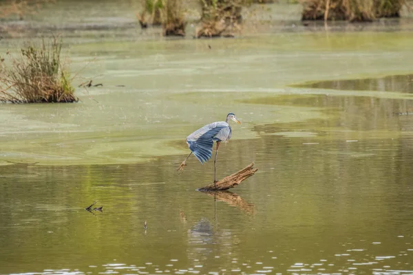 Airone Adulto Blu Piedi Tronco Che Estende Sue Grandi Piume — Foto Stock