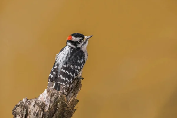小雄性绒毛啄木鸟 后脑勺上有一块红色斑斑 栖息在树枝上 凝视着湿地的近景 — 图库照片