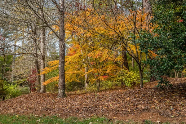 公園内の木々の色を変え 紅葉の丘の中腹には鮮やかな黄色に染まり 秋には茂みや裸の木に囲まれています — ストック写真