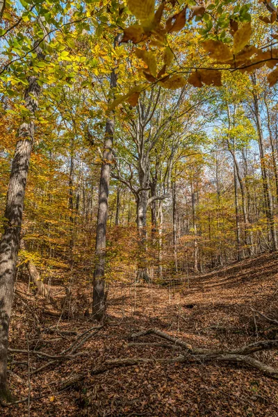 Приголомшливе Барвисте Листя Великих Деревах Лісі Яскравий Сонячний День Восени — стокове фото