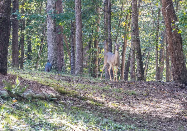 Une Dinde Sauvage Forgeant Pour Nourriture Tandis Une Femelle Cerf — Photo