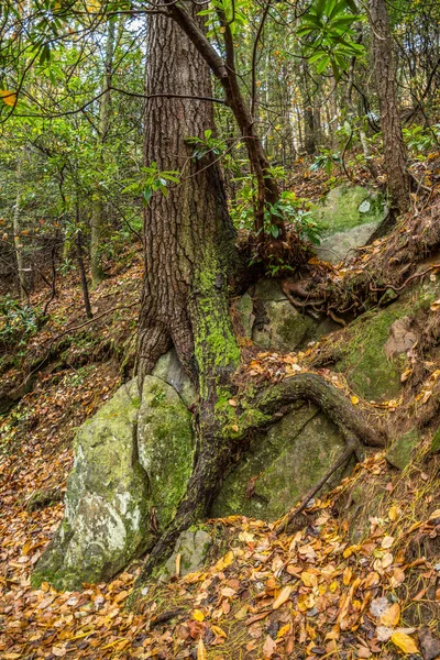 秋の紅葉に囲まれた登山道沿いには 曲がりくねった根を持つ岩の上に大きな成熟した木が広がっています — ストック写真