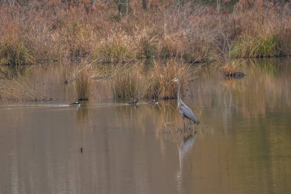 Gran Garza Azul Pie Pesca Aguas Poco Profundas Mientras Que —  Fotos de Stock