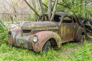 1930 'ların arabasının ön camında büyüyen büyük bir ağaç hurdalıkta. Dışarıdaki ağaç için eski, paslı bir saksı.