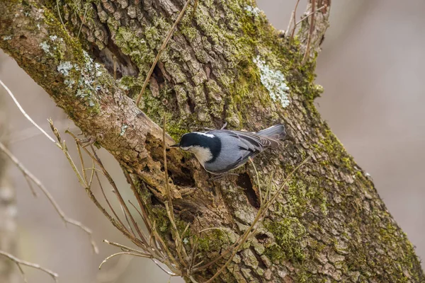 Closeup Άποψη Ενός Nuthatch Πουλί Αναζήτησης Τροφής Στο Σάπιο Τμήμα — Φωτογραφία Αρχείου