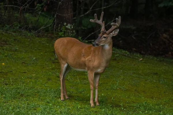 黄昏时分 大头大脚公鹿静静地站在院子里 长着鹿角 后面是林地 — 图库照片